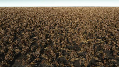 Rendered image of an harvested wheat field.