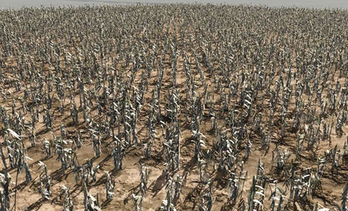 Image of cornfield with standing cornstalks.